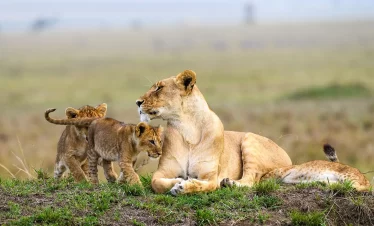 2 Nights 3 Days Masai Mara Fying Safari