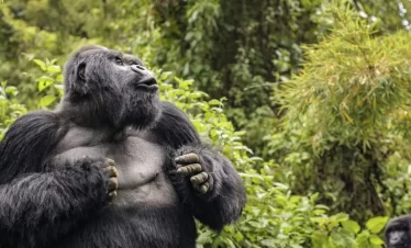 7 Day Best Uganda Tour, Gorilla Tracking & Game Viewing