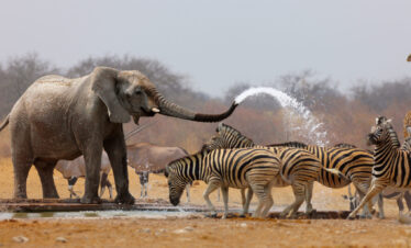 13 Days safari + Zanzibar holiday