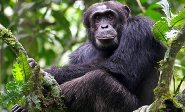 3 Day Chimpanzee Tracking Safari in Uganda