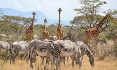 3 Days Tsavo East & West